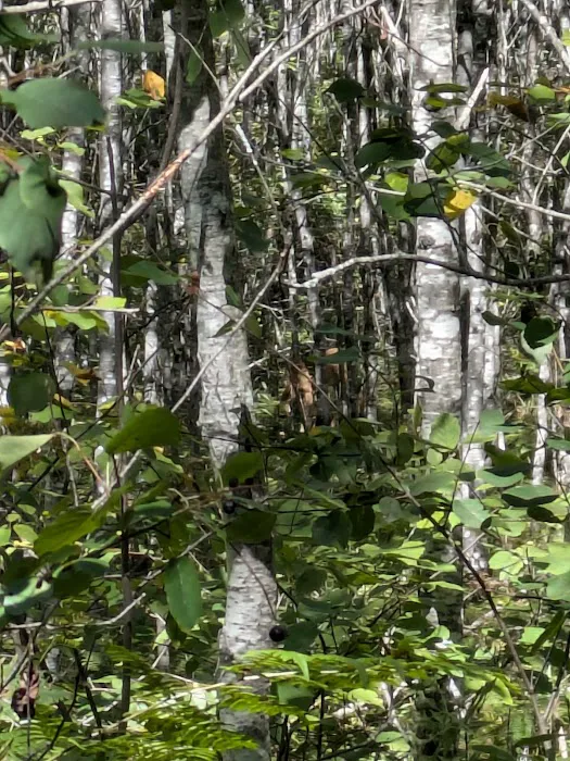 Sturgeon Bend Campground Picture 7