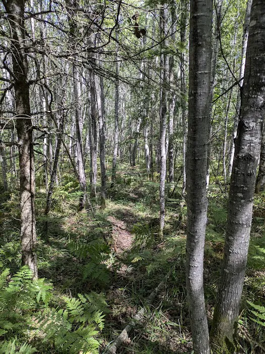 Sturgeon Bend Campground Picture 9