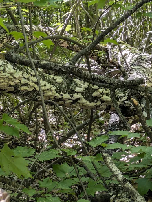 Sturgeon Bend Campground Picture 8