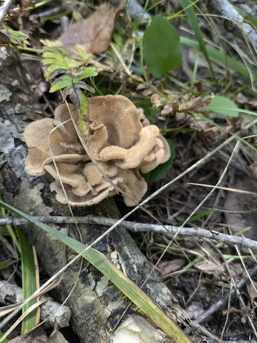 Sturgeon Bend Campground Picture 2