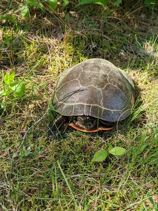 Sandy Hill Campground Picture 2