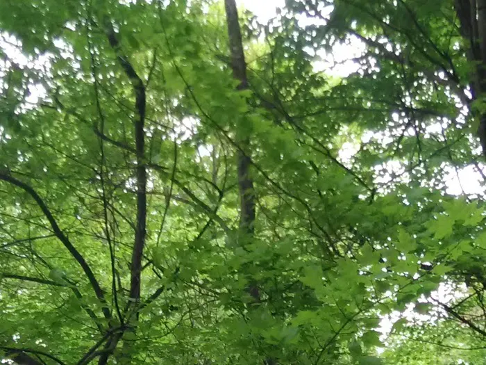 Pine Harbor Campground Picture 1