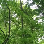 Pine Harbor Campground