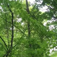 Pine Harbor Campground ico