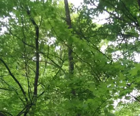 Pine Harbor Campground