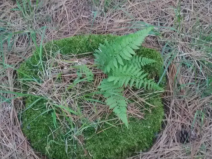 Pine Harbor Campground Picture 6