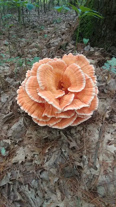 Group Campground Picture 2