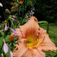 Duncan Creek Campground ico