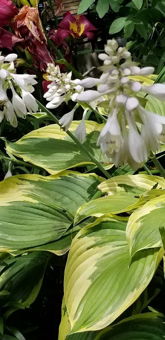 Duncan Creek Campground Picture 9