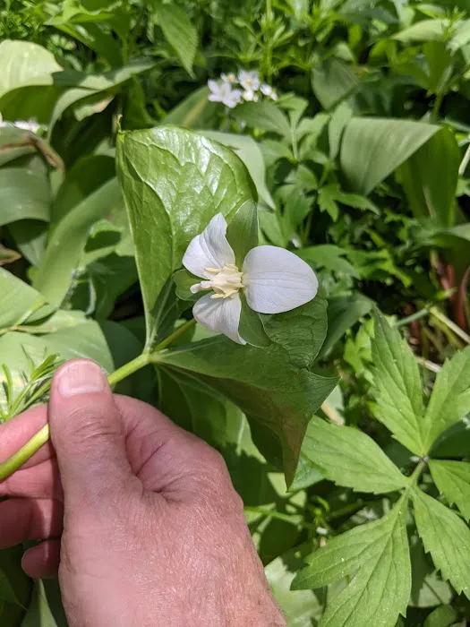 Carley State Park Campground Picture 5