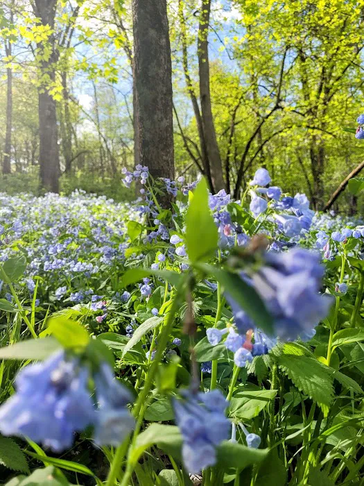 Carley State Park Campground Picture 6