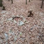 #7 White Oak camp site