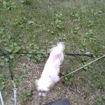 Ferguson's Willow Creek