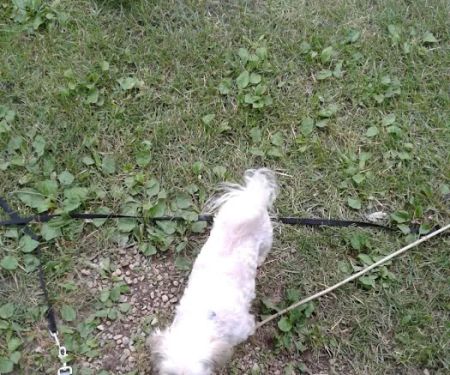 Ferguson's Willow Creek