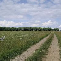 Crandon Country Camping - Hilltop Meadow ico