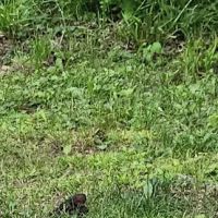 Lake view Park and Campground ico