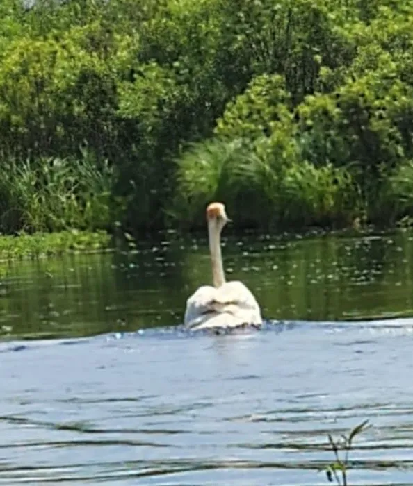 Majestic Pines Campground Picture 2