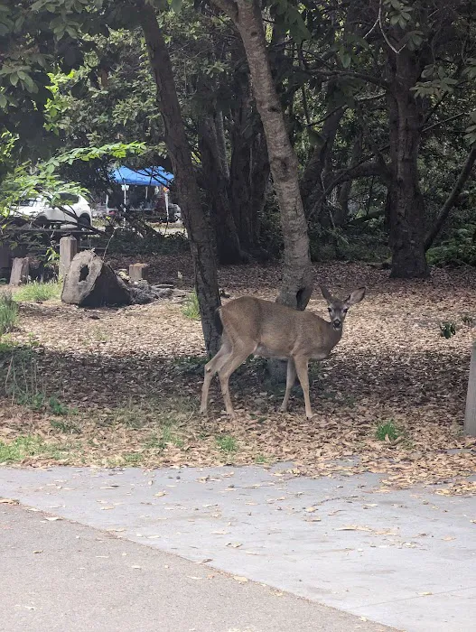 Eastwood Campground Picture 8
