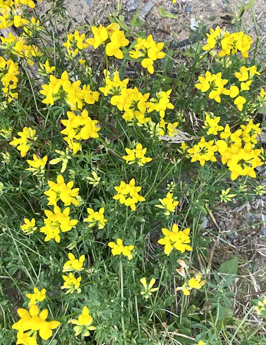 West Bay Camping Resort Picture 5