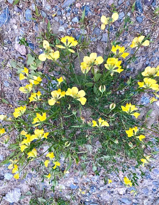 West Bay Camping Resort Picture 6