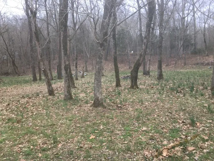 Shade Tree Resort Picture 9