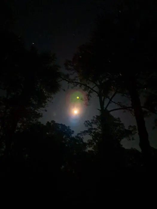 Fish Hawk Pond Campsite Picture 1