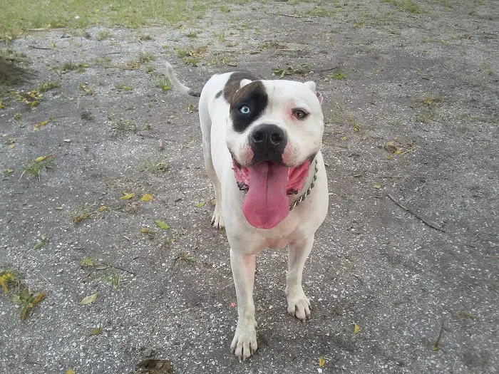 Lake Cone Campground Picture 6