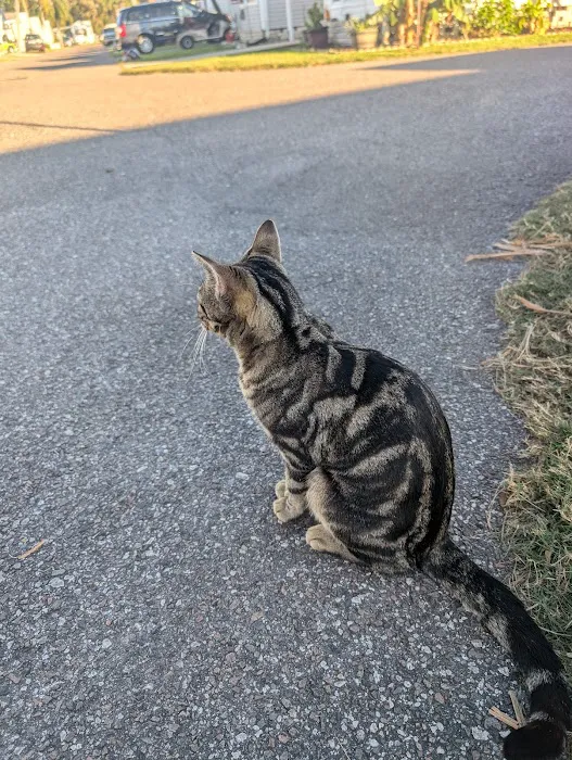 Forest Lake Village Picture 7