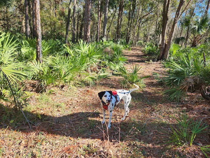 Hampton Campground Picture 6