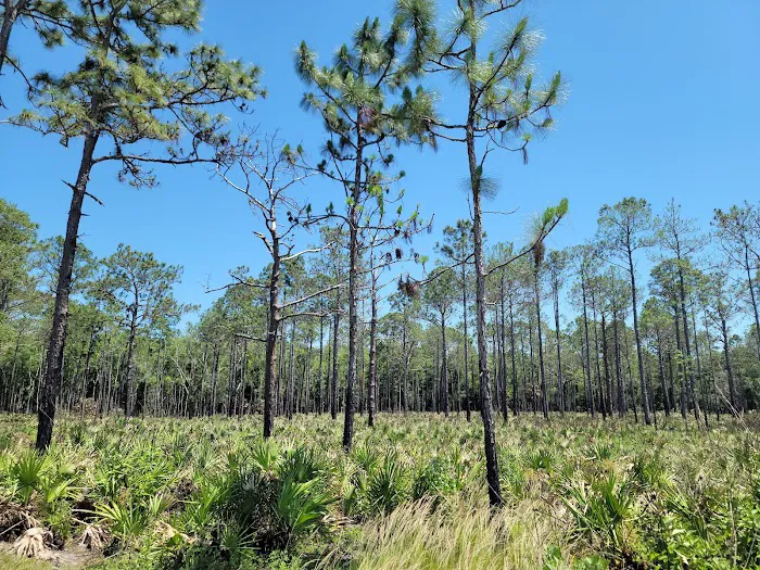 Back Country Campsite #2 Picture 1