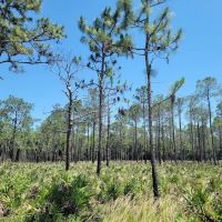 Back Country Campsite #2 ico