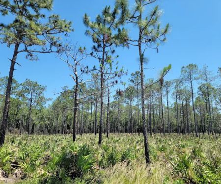 Back Country Campsite #2