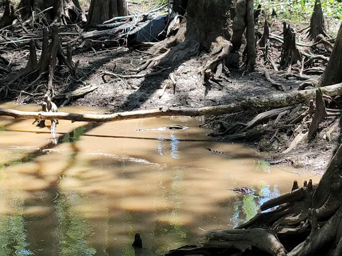 Back Country Campsite #2 Picture 2