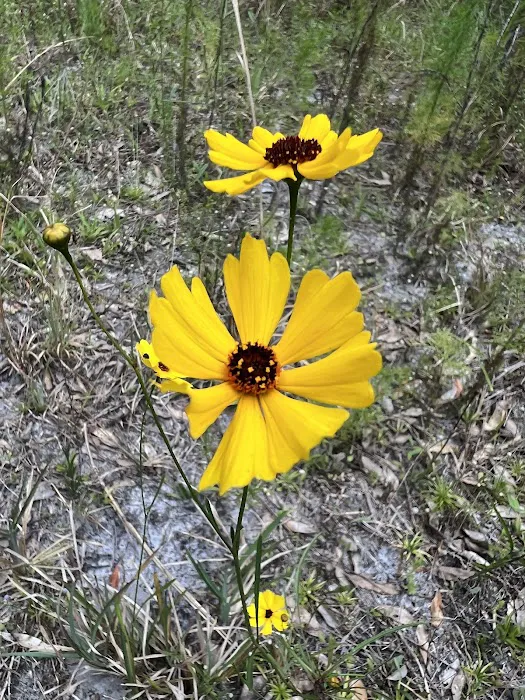 Cypress Creek Preserve Picture 2