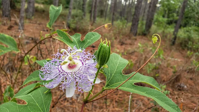 Cypress Creek Preserve Picture 5