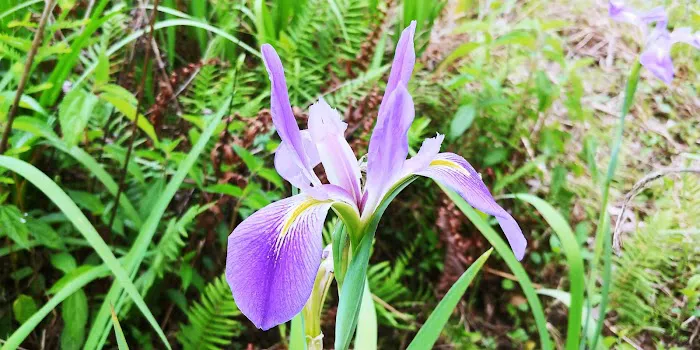 Cypress Creek Preserve Picture 6