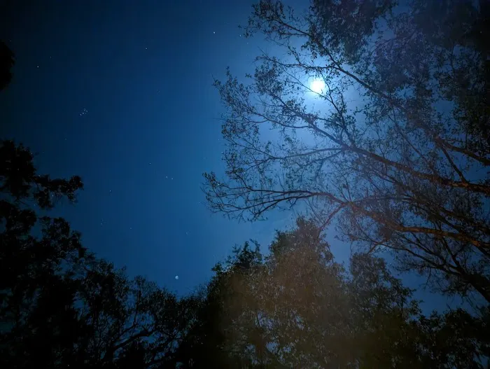 Back Country Campsite #1 Picture 6