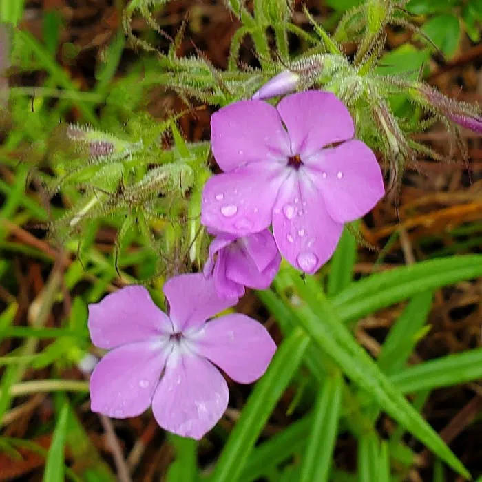 Karick Lake South Campground Picture 6