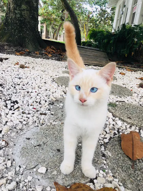 The Hideaway Retreat Picture 2