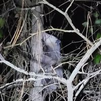 NAS Meridian Campground ico