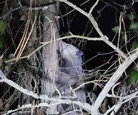 NAS Meridian Campground