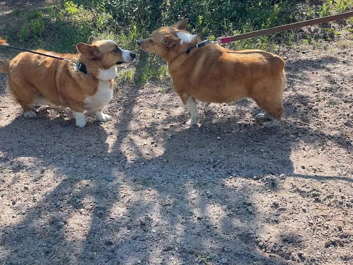 Gitche Gumee RV Park and Campground Picture 3