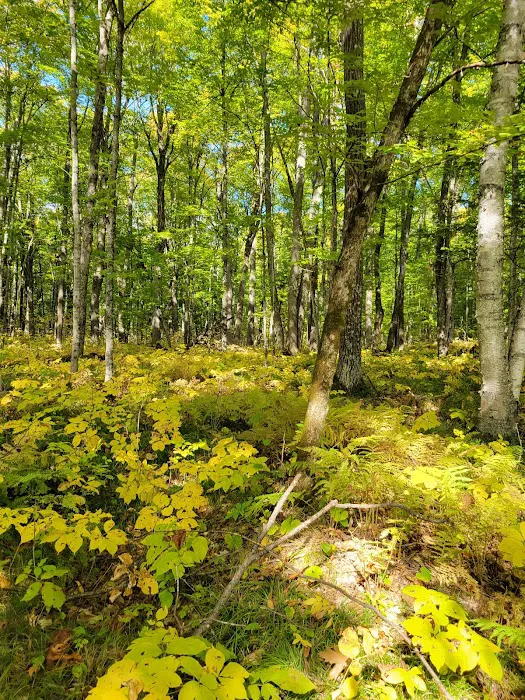 Laura Lake Campground Picture 13