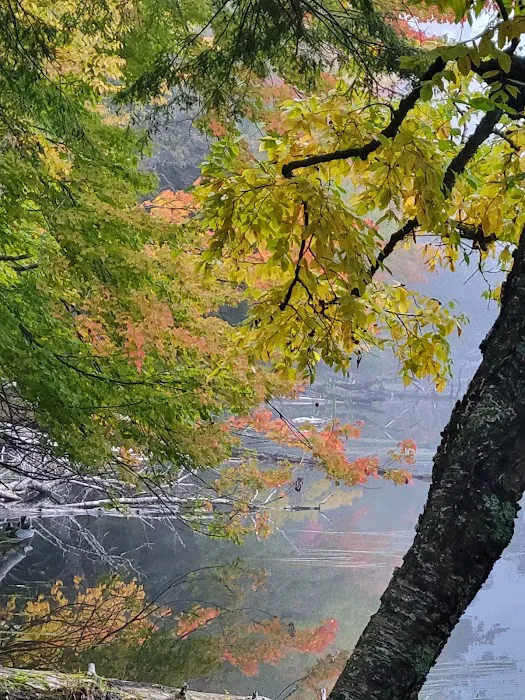 Laura Lake Campground Picture 19