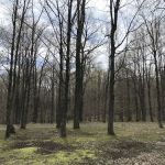 Chequamegon Waters Dispersed Recreation Area