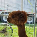 Steele County Fairgrounds Campground