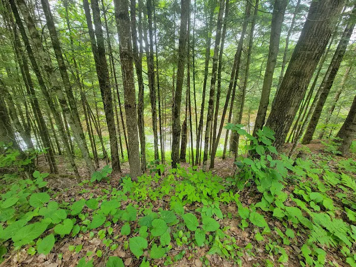 Cooper Dam Campground Picture 10