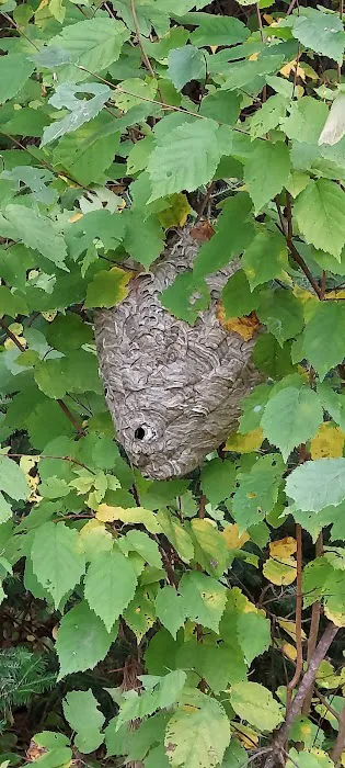 Oneida County picnic area and camping Picture 1