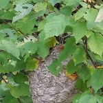 Oneida County picnic area and camping