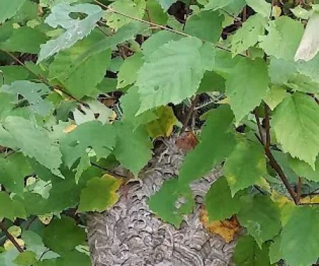 Oneida County picnic area and camping